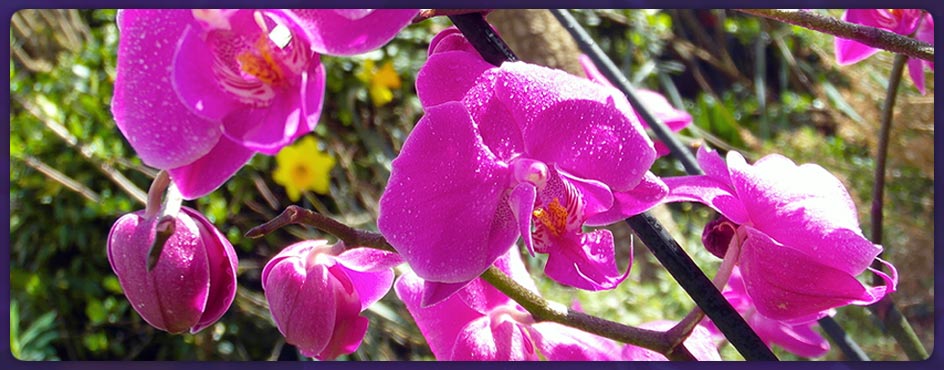 Purple Papillon slide show 3